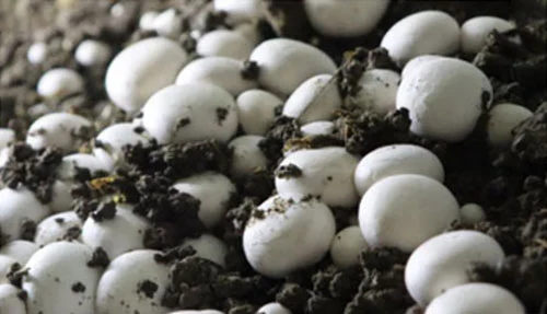 Button Mushroom Cultivation