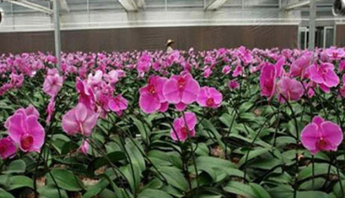 Flower Cultivation